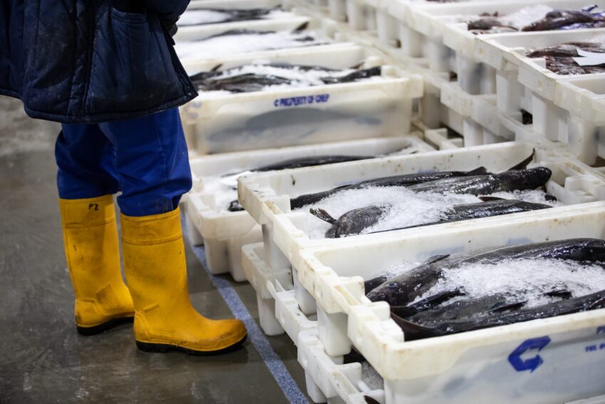 seafood-transport-dfds-scaled